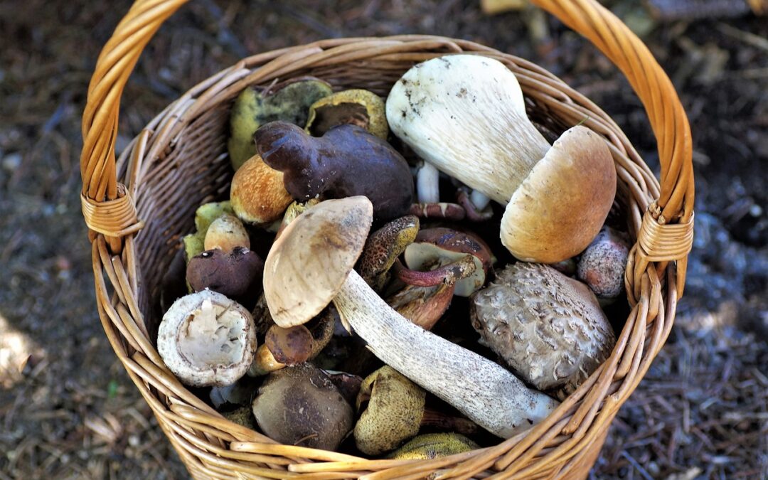 FAIRE UN PREVISIONNEL ? MIEUX VAUT ALLER AUX CHAMPIGNONS !!!